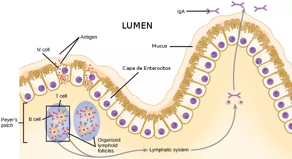 permeabilidad intestinal-células epiteliales